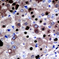 APEX1 / APE1 Antibody (Internal)
