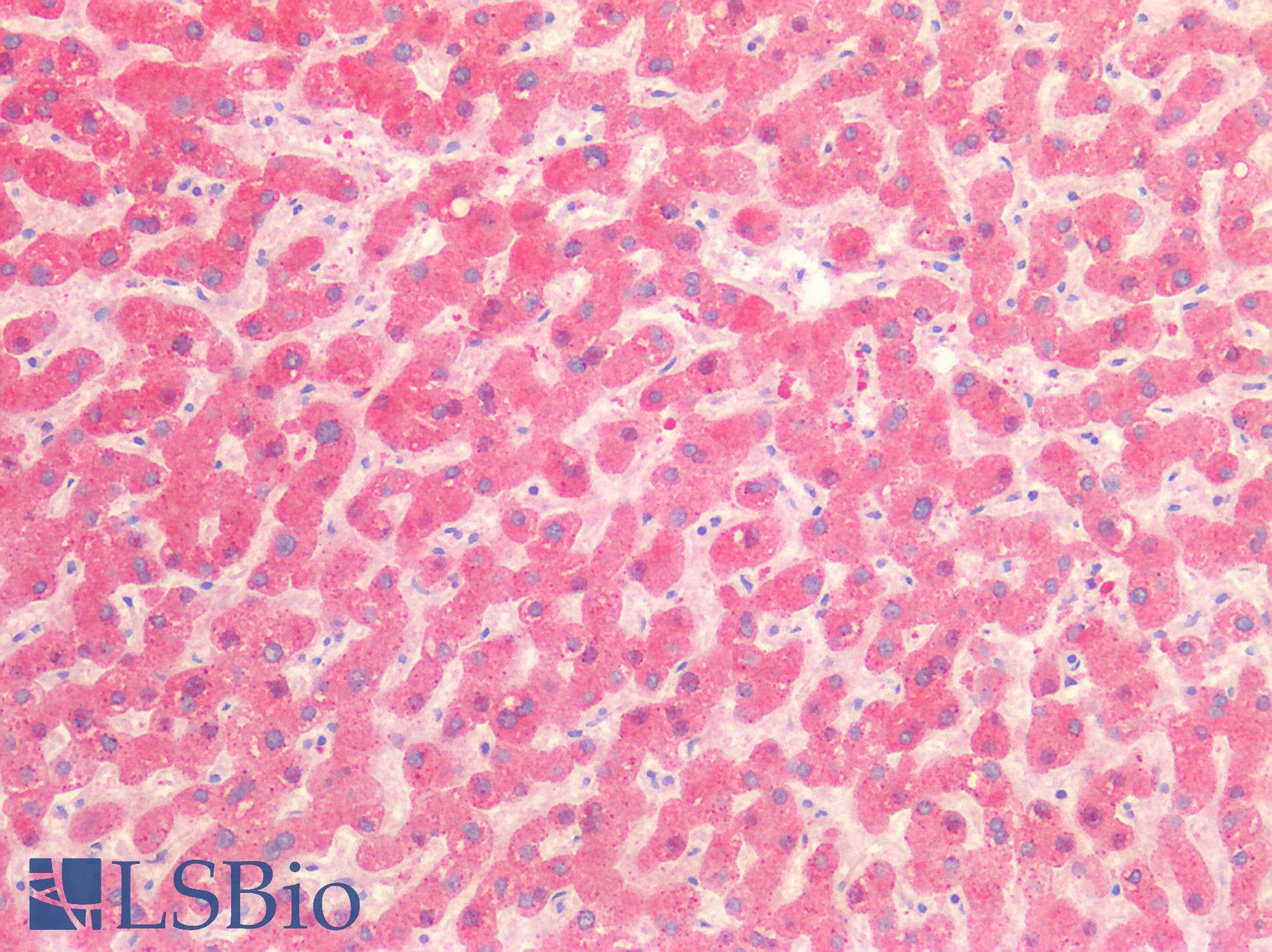 IHC-plus™ NUMB Antibody (aa638-651)