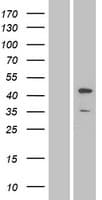 MAPK8 / JNK1 Protein (Over-Expression Lysate Myc-DDK (Flag))