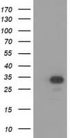 Monoclonal Mouse anti-Human HAGHL Antibody (clone OTI4G10, IF, WB)