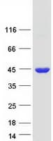 Human GFOD2 Protein (Recombinant Myc-DDK (Flag))