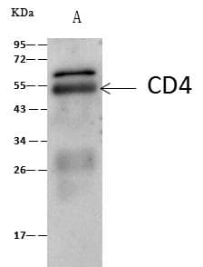 CD4 Antibody (Preservative Free)