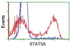 Monoclonal Mouse anti-Human STAT5A Antibody (clone OTI9A5, IHC, IF, WB)