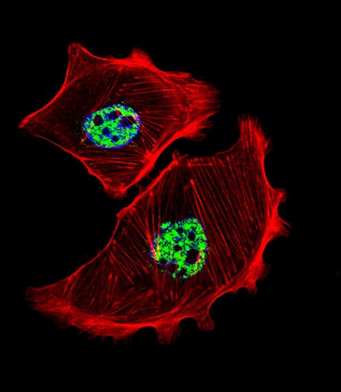 USF1 / USF Antibody (aa174-201)