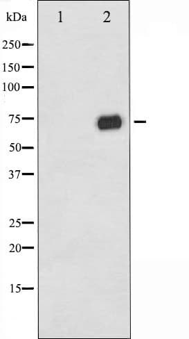 Polyclonal Rabbit anti-Human RAF1 / RAF Antibody (phospho-Ser296, IHC, IF, WB)
