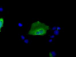 SNX9 / WISP Antibody (clone OTI2F1)