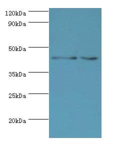 YKL39 / CHI3L2 Antibody (aa27-390)