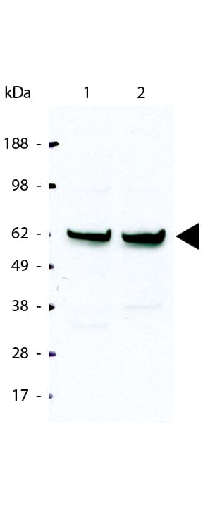 IHC-plus™ RELA / NFKB p65 Antibody (C-Terminus)