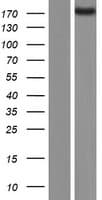 Human ADGRB2 / BAI2 Protein (Over-Expression Lysate Myc-DDK (Flag))