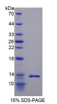Rat Insulin Protein (Recombinant His-T7)