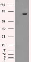 GBE1 Antibody (clone OTI5B7)