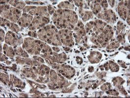 HCFC2 Antibody (clone OTI5H9)
