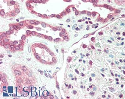 IHC-plus™ RAB2A / RAB2 Antibody
