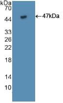 CD95 / FAS Antibody (aa22-172)