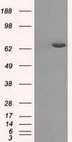 HDAC10 Antibody (clone OTI9B5)