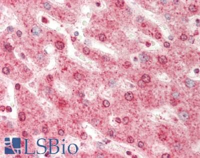 Polyclonal Rabbit anti-Human DAP3 Antibody (C-Terminus, IHC, WB)