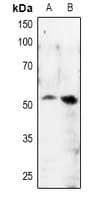 MITF Antibody