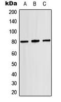 Polyclonal Rabbit anti-Human MAPT / Tau Antibody (phospho-Thr529, IHC, WB)