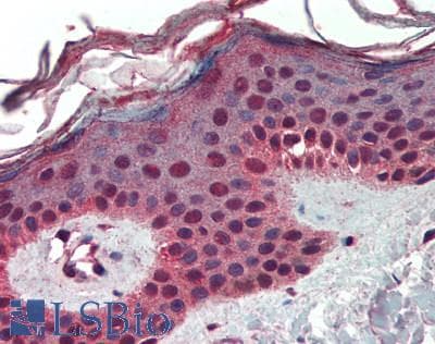 IHC-plus™ SIRT6 / Sirtuin 6 Antibody (aa50-100)