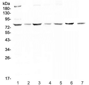 MST1 Antibody