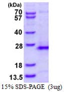 Human RHOG / ARHG Protein (Recombinant His)