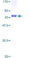 Human SIX1 Protein (Recombinant GST)