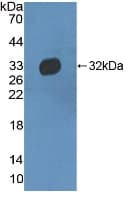 HPR Antibody (aa102-347)