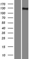 INPP5F Protein (Over-Expression Lysate Myc-DDK (Flag))