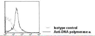POLA1 / DNA Polymerase Alpha 1 Antibody (clone CL22-2-42B)