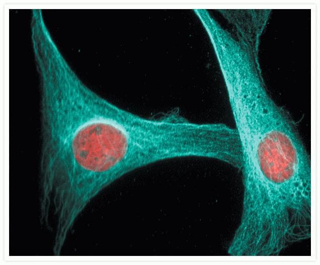 Alpha Tubulin Antibody (clone 236-10501)