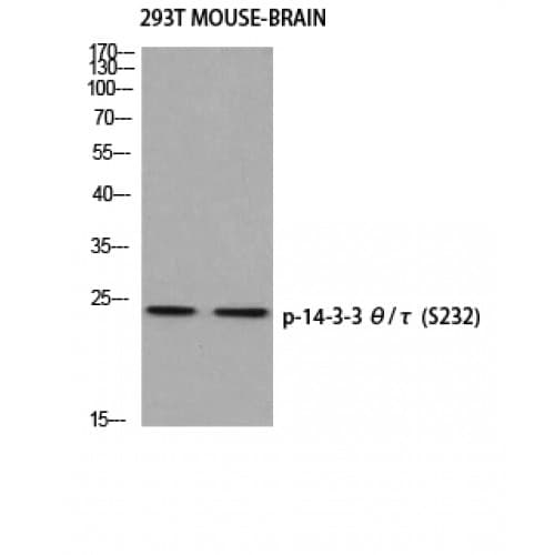 Polyclonal Rabbit anti-Human YWHAQ / 14-3-3 Theta Antibody (170-250 aa, IHC, IF, WB)