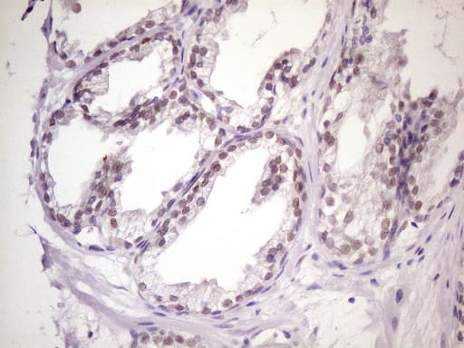 Monoclonal Mouse anti-Human MKX Antibody (clone OTI6A12, IHC, WB)