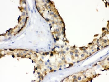 HSP90AA / HSP90 Alpha Antibody