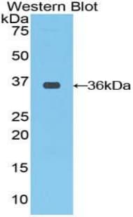 RAF1 / RAF Antibody (aa342-619)