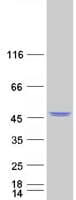Human IDO2 / INDOL1 Protein (Recombinant Myc-DDK (Flag))