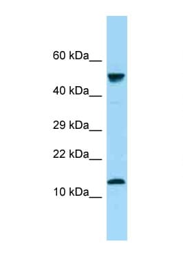 GYPA / CD235a / Glycophorin A Antibody (aa32-81)