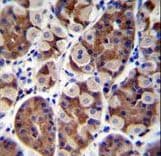 SH2D4B Antibody (aa374-402)