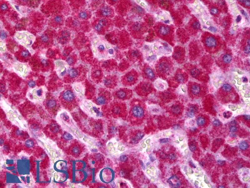 SDHB Antibody (aa1-150, Biotin)