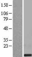 SMIM11 Protein (Over-Expression Lysate Myc-DDK (Flag))