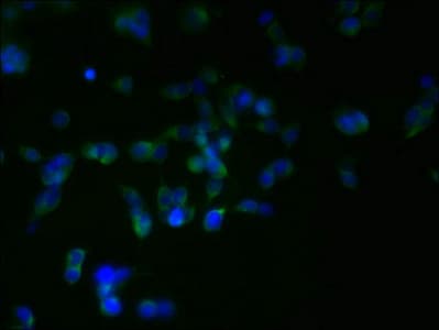 RER1 Antibody