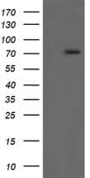 RIPK1 / RIP Antibody (aa133-422, clone OTI2F4, Carrier-free)