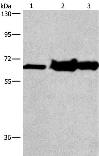 CHDH / CHD Antibody