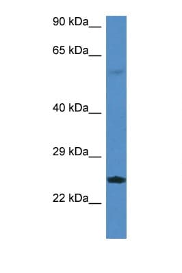 RERG Antibody (aa100-149)
