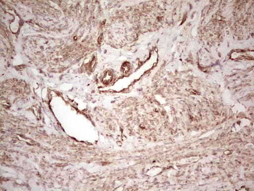 WIBG Antibody (clone OTI9C7)