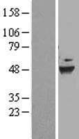 DEPTOR / DEPDC6 Protein (Over-Expression Lysate Myc-DDK (Flag))