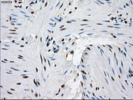 PPP5C Antibody (clone OTI1G2)