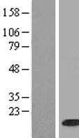 HIST1H2BH Protein (Over-Expression Lysate Myc-DDK (Flag))