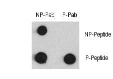 Polyclonal Rabbit anti-Human MEF2C Antibody (phospho-Ser387)