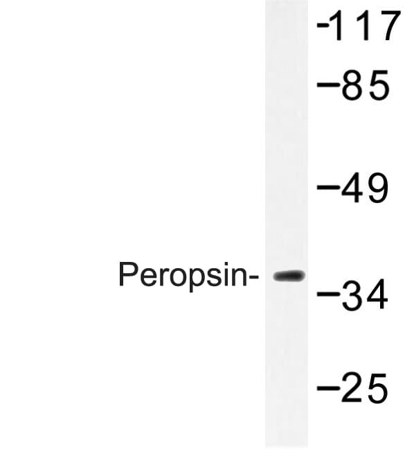 Peropsin / RRH Antibody (Asp237)