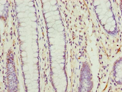 TMEM177 Antibody
